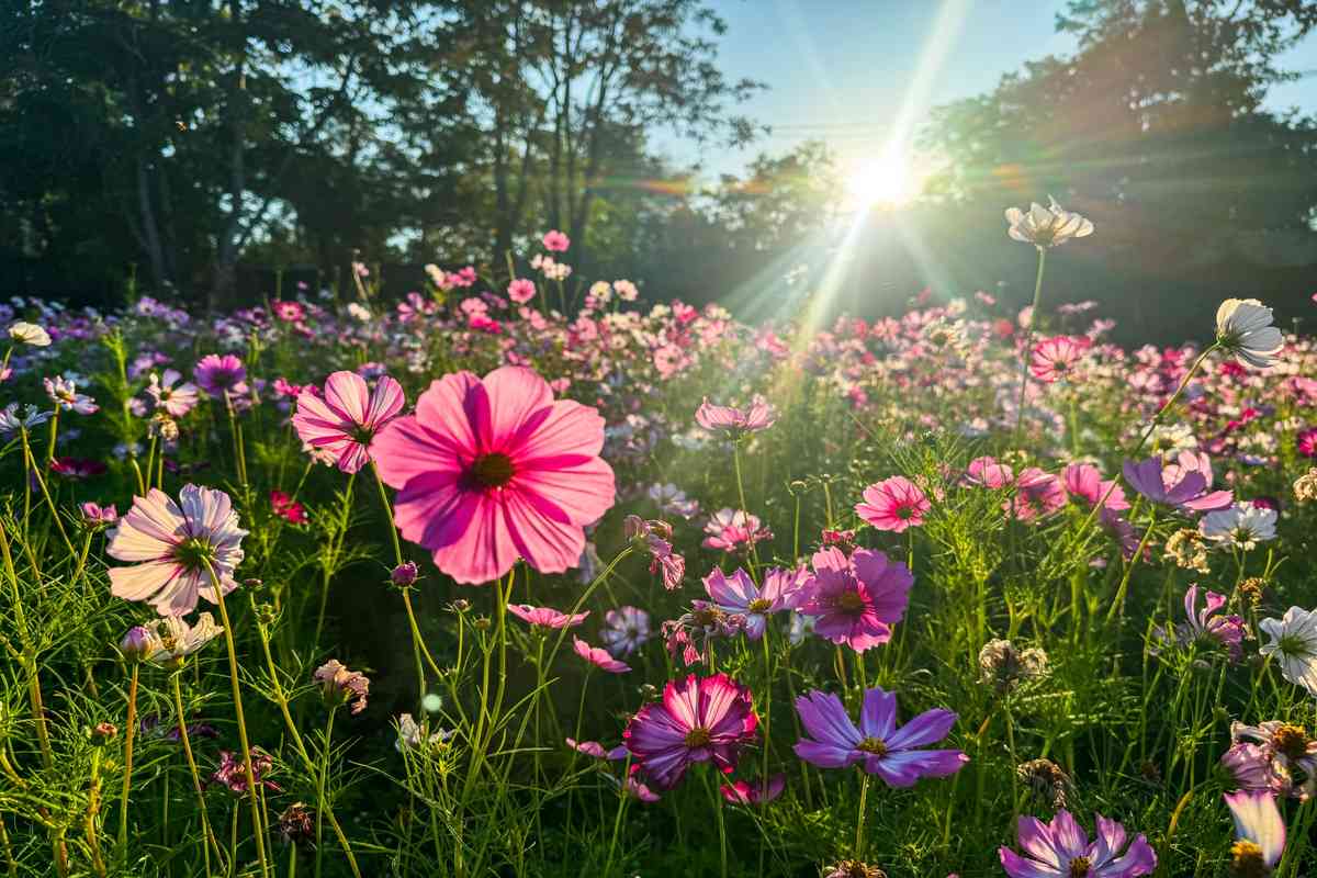 Flowers in the sun