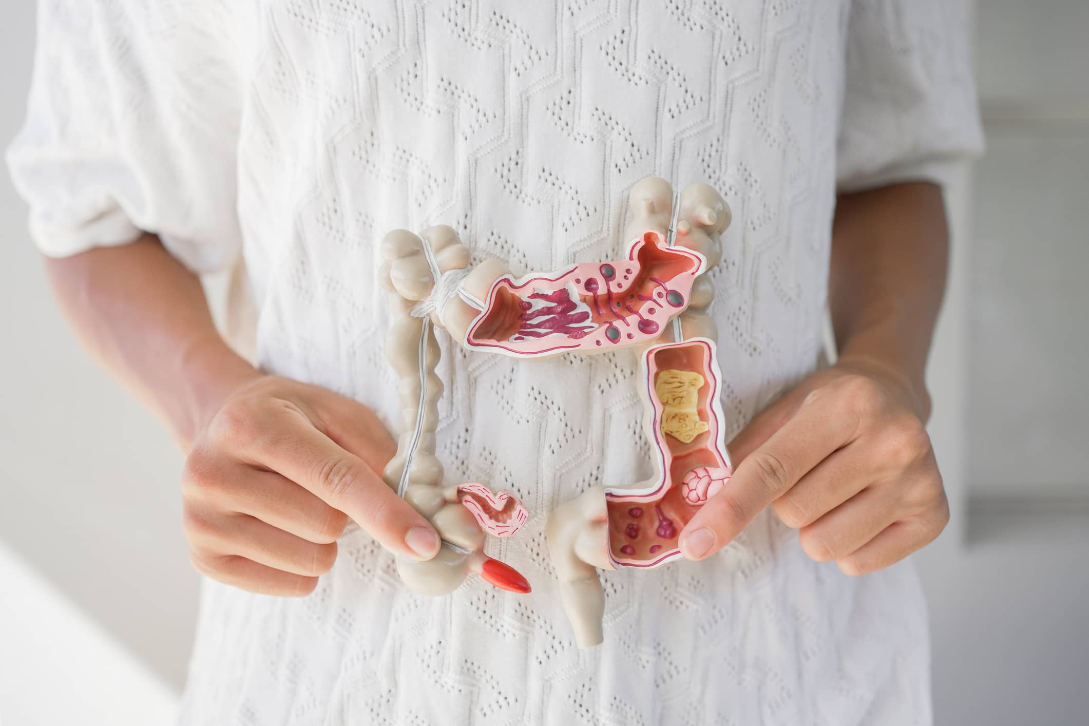 Model of a Stomach Held by a Person