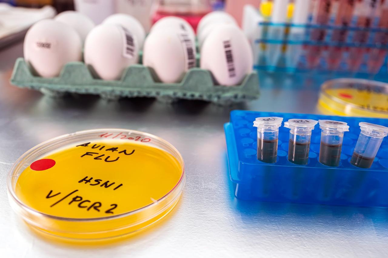 Bird flu lab and vials