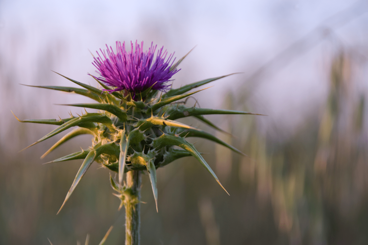 milk thistle