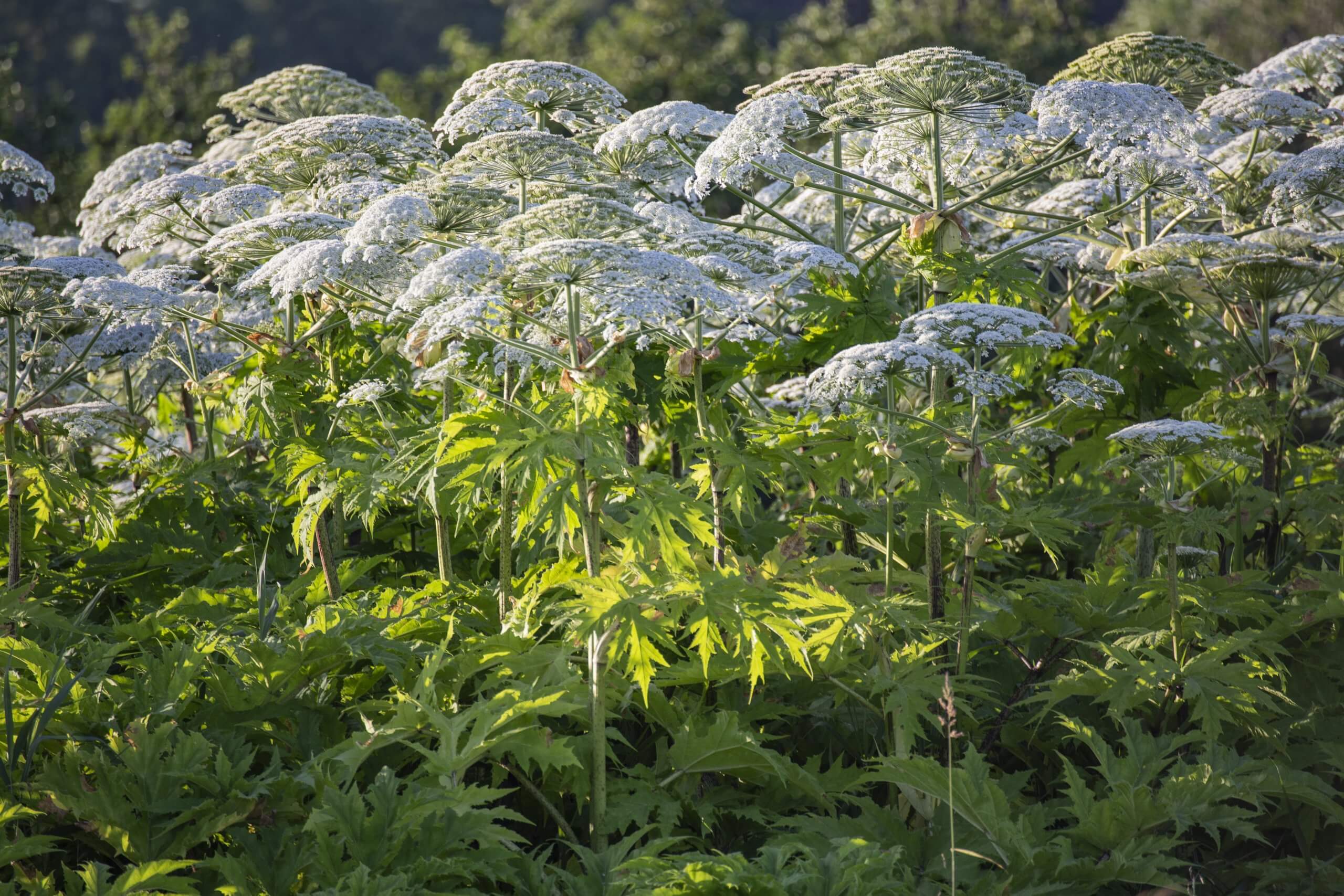 giant hogweed