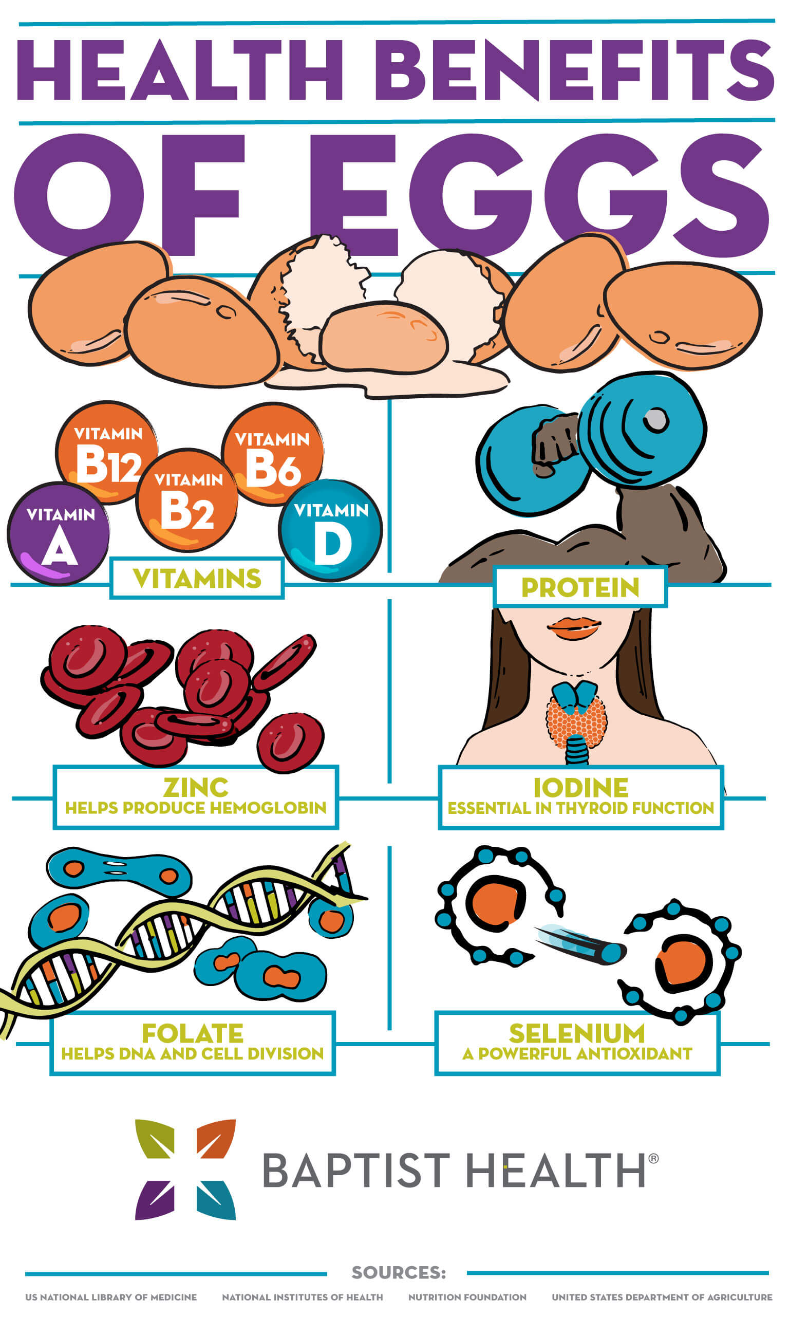 health benefits of eggs infographic