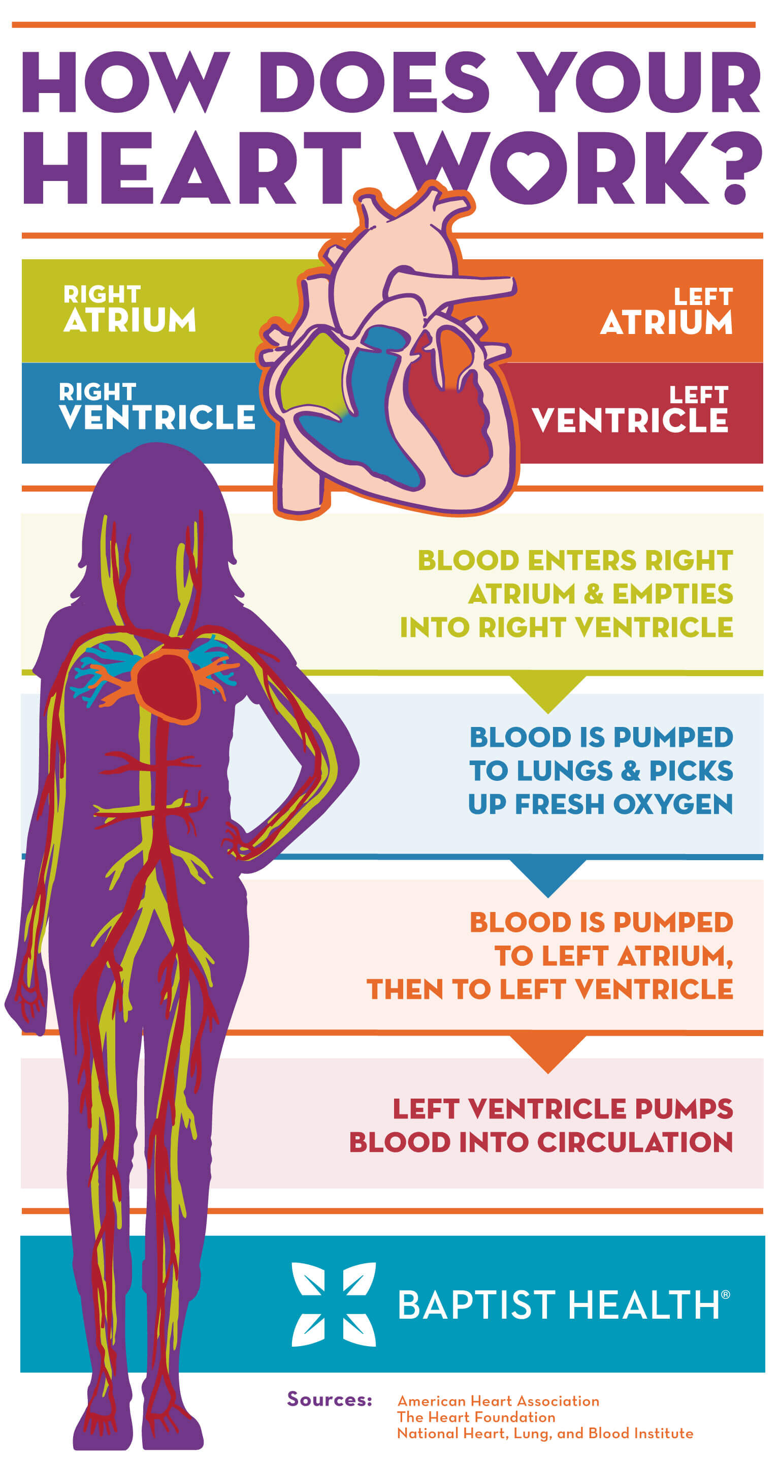 Infographic-How-Does-Your-Heart-Work-021517