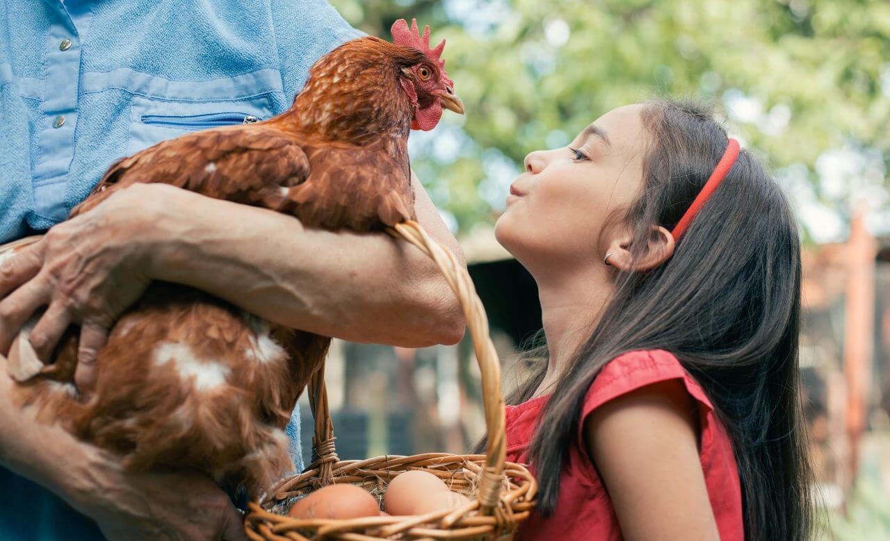 6 Things to Know About Backyard Chickens