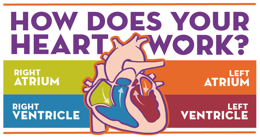 Infographic-How-Does-Your-Heart-Work-Feature
