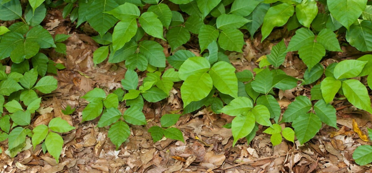 poisonous plants