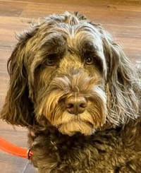 Benee - WAGS Animal Assisted Therapy dog