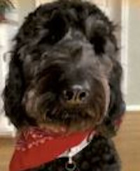 Leo - WAGS Animal Assisted Therapy dog