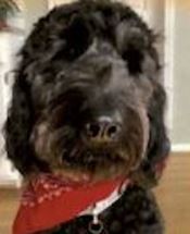 Leo - WAGS Animal Assisted Therapy dog