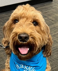Maggie - WAGS Animal Assisted Therapy dog