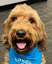 Maggie - WAGS Animal Assisted Therapy dog