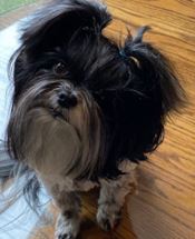 Patches - WAGS Animal Assisted Therapy dog