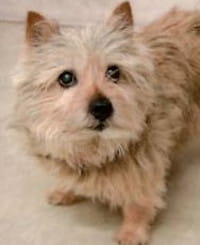 Penny - WAGS Animal Assisted Therapy dog