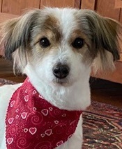 Teddy - WAGS Animal Assisted Therapy dog