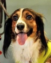 Yogi - WAGS Animal Assisted Therapy dog